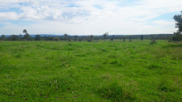 620 hectares, pecuária, próximo de Cuiabá em Livramento-MT