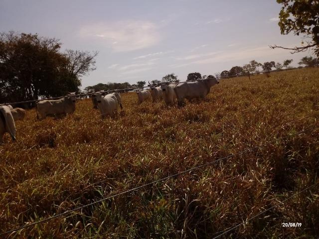 Fazenda abeira do asfalto na estrada da Guia MT 010 apos a entrada de Acorizal - Foto 5
