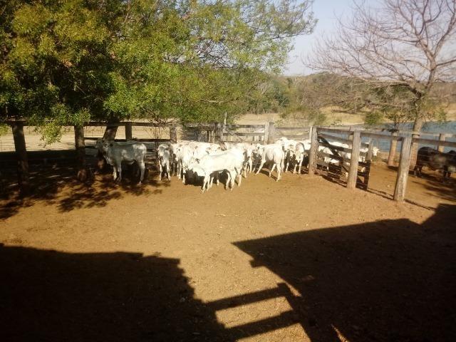 Fazenda abeira do asfalto na estrada da Guia MT 010 apos a entrada de Acorizal - Foto 3