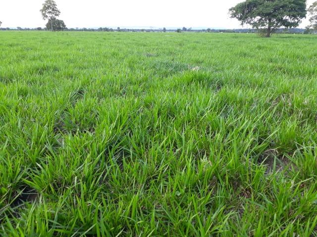 Fazenda em Arenapolis Mato Grasso Terra de Cultura - Foto 20