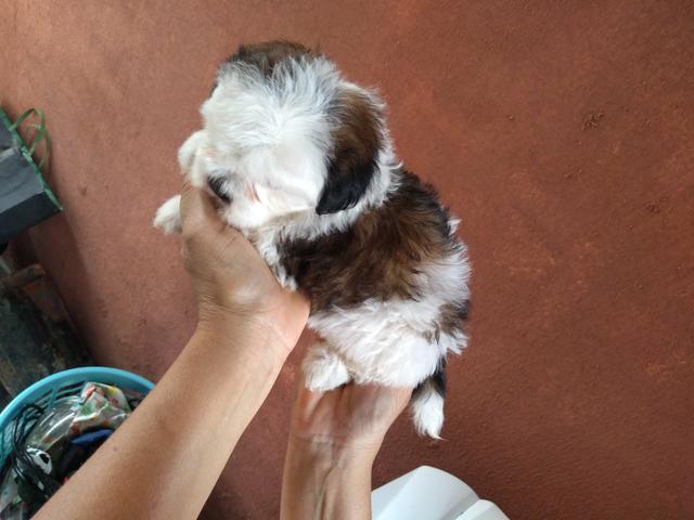 Shih tzu filhote Fêmea - Foto 4