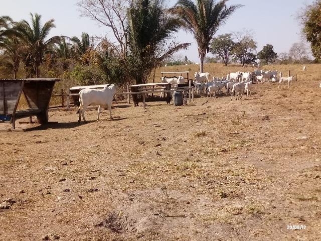 Fazenda abeira do asfalto na estrada da Guia MT 010 apos a entrada de Acorizal - Foto 19