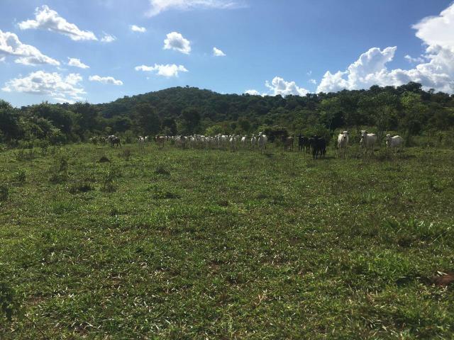 Fazenda Cesarina - Foto 2
