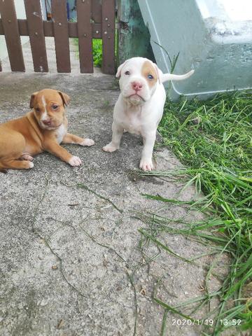 Filhotes PitBull Terrier - Pais com Pedigree - Foto 6