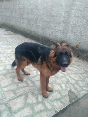 Pastor alemao(manto negro) - Foto 3