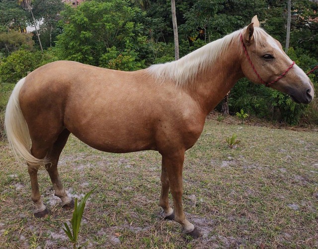 Cavalo Baio MM/QM de Picado 