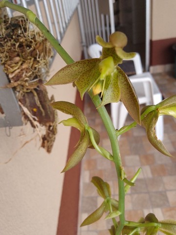 Orquídeas: Catasentos Cernum
