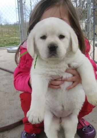   Filhotes de labrador fêmea pronta entrega com Pedigree  - Foto 3