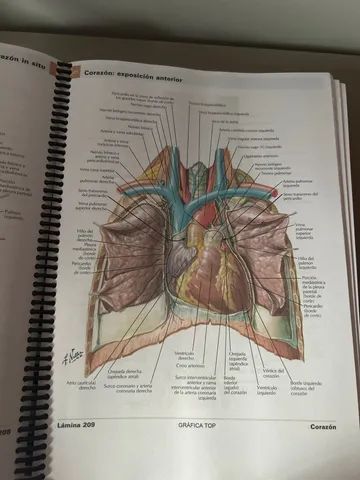 Atlas de anatomia humana  - Foto 3