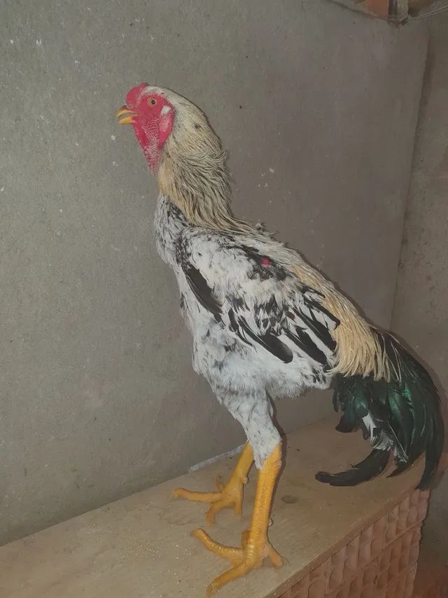 Galos e galinhas índio gigante disponíveis  - Foto 3