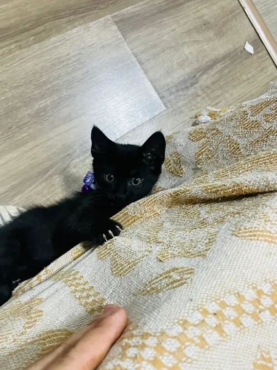 Gatinhos filhotes pra adoção responsável