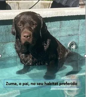 Resta 1!!! Labrador Chocolate - Fêmea de Alta Linhagem - Foto 3