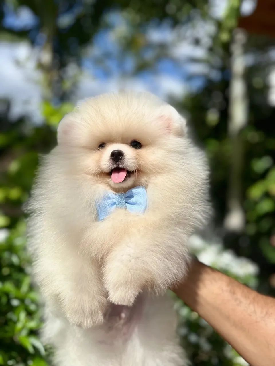 Spitz alemão anão Branco Baby Face - Foto 4
