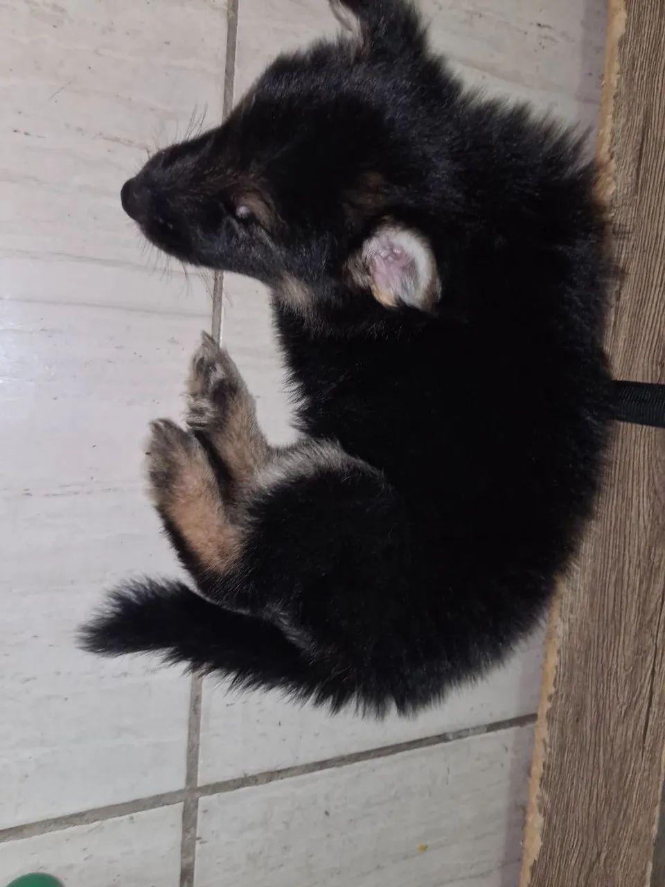 Filhotes de Pastor Alemão Disponíveis! - Foto 3