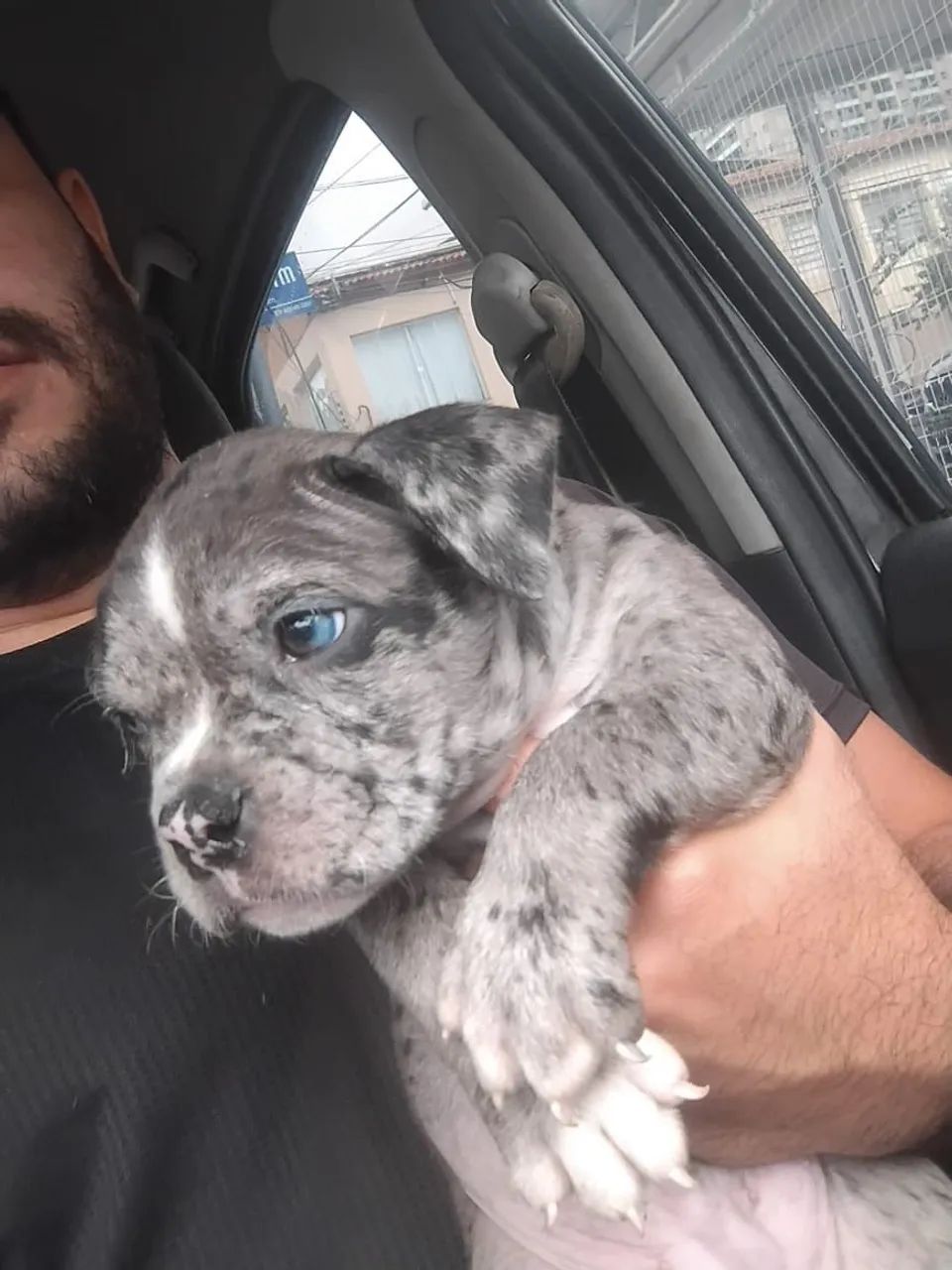 American Bully Merle Black - Com pedigree  - Foto 6