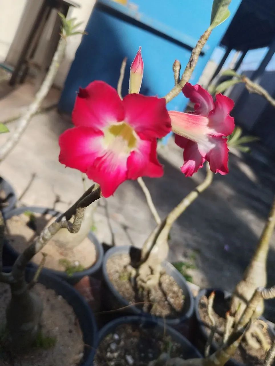 Rosa do deserto  - Foto 2