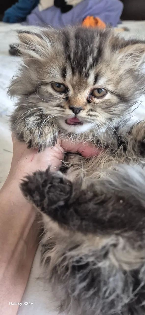 Gatinhos Persa em São Paulo  preço black Friday direto com criador. - Foto 4