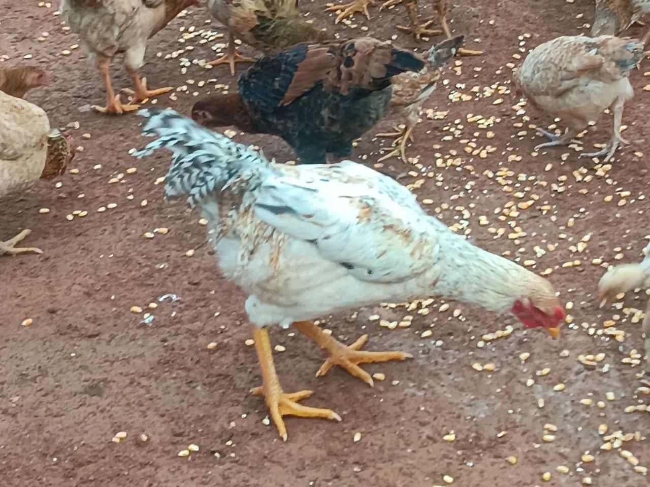 Frangos caipira  - Foto 4