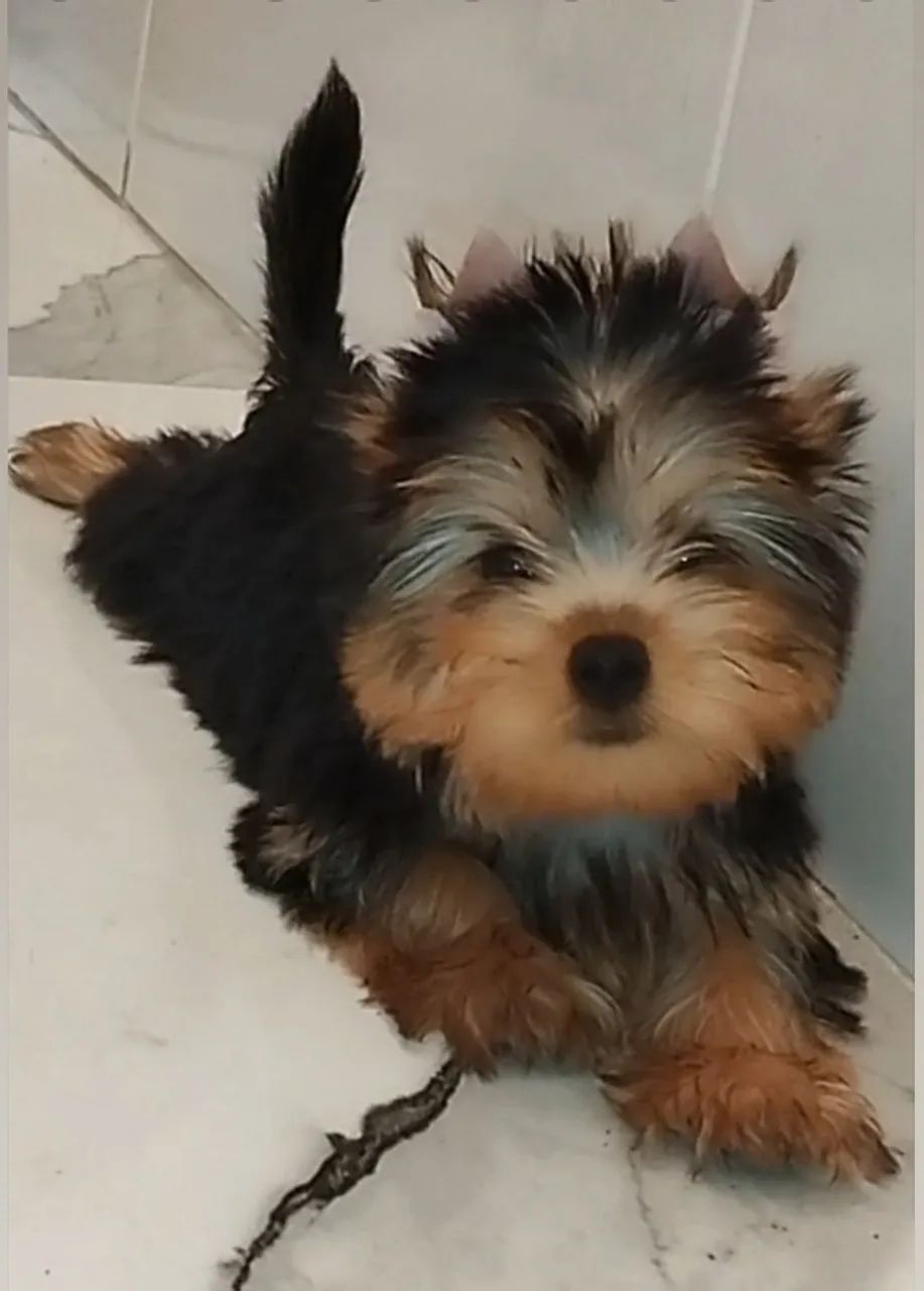 Yorkshire Fêmea  - Foto 2