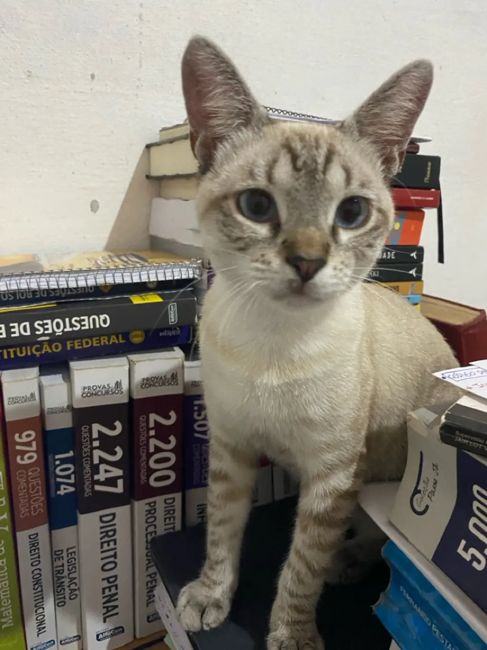 Gatinho a procura de uma Gata para acasalar.