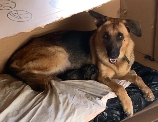 Cachorro - filhote: pastor alemão - Foto 5