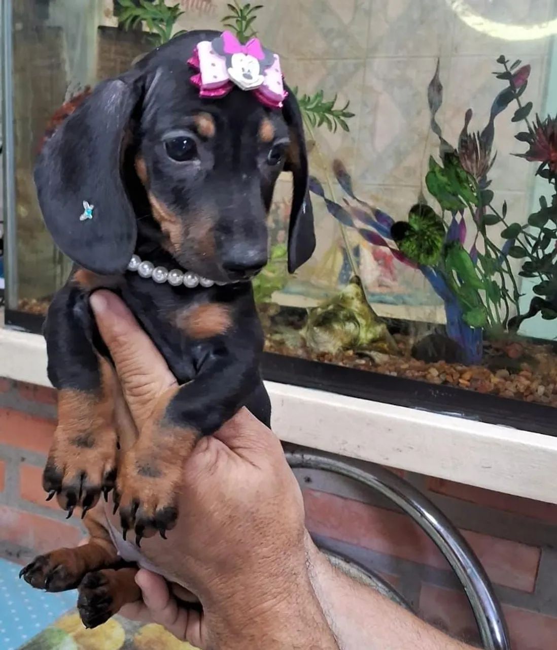 FILHOTES DE LINGUICINHA Cachorros Valparaíso (Itacolomi