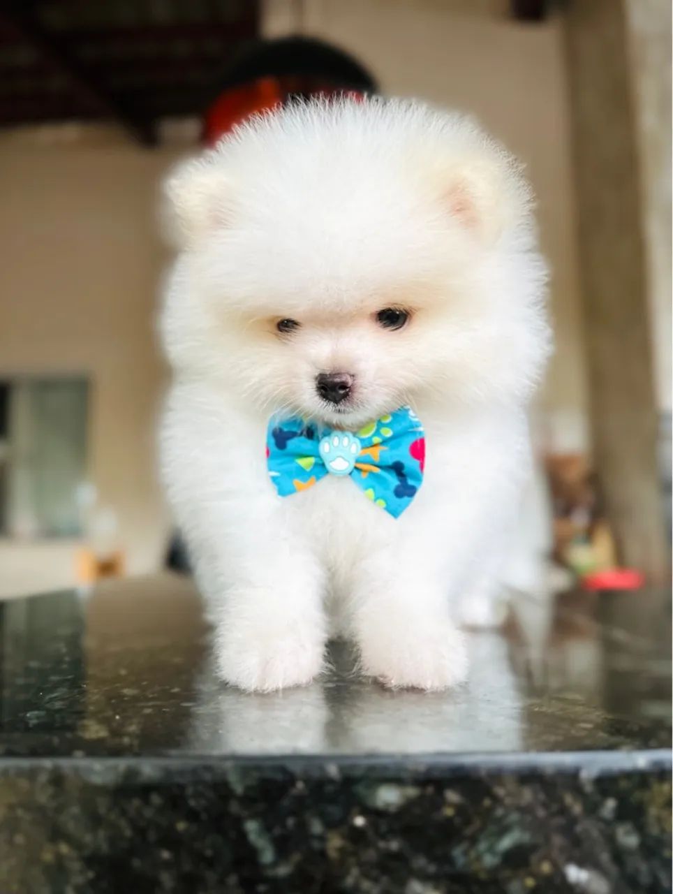 Lulu da Pomerania 