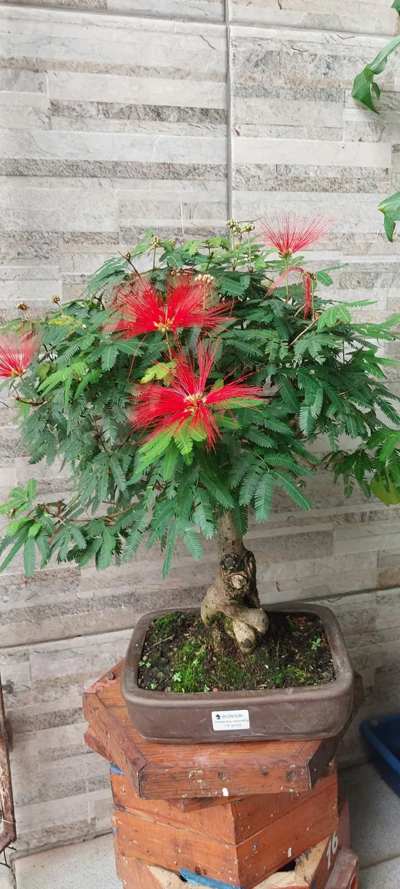Bonsai Exótico, Calliandra Tweewdii