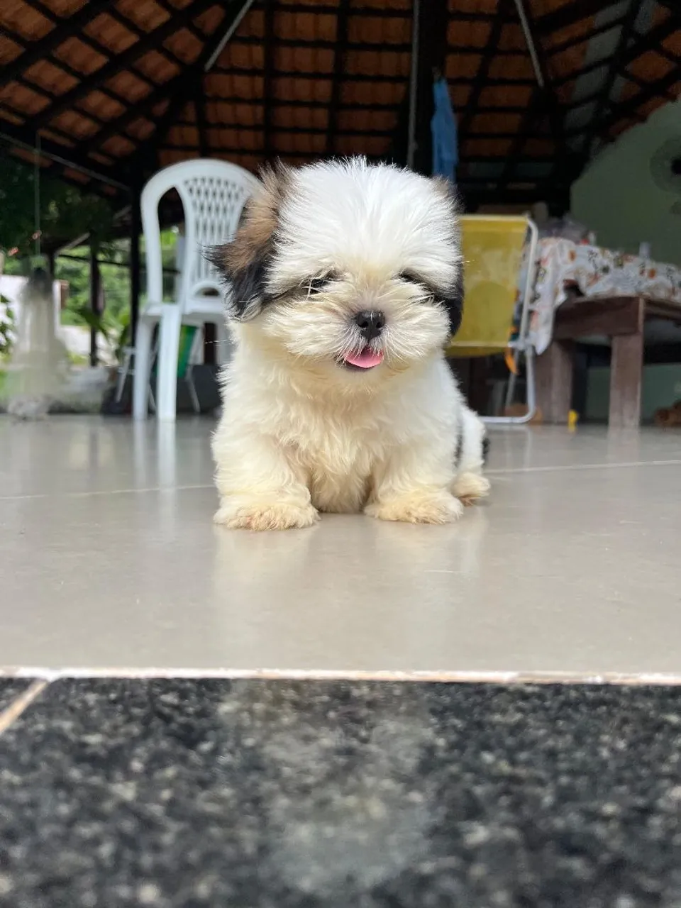 Filhote Shih Tzu Fêmea