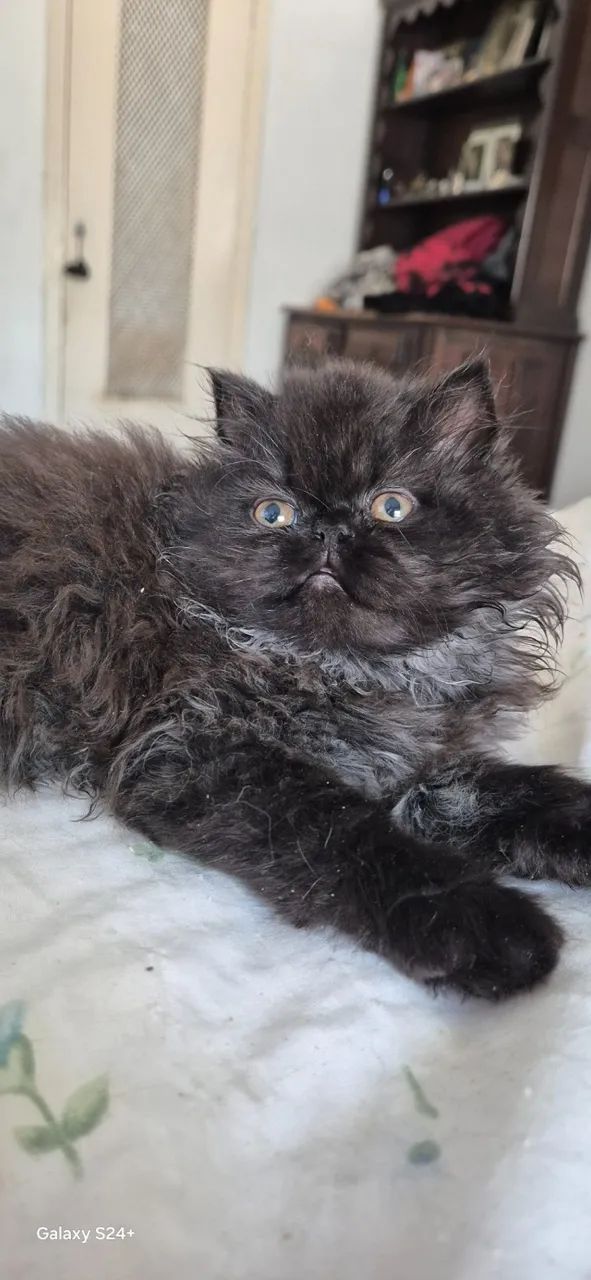 Gatinhos Persa em São Paulo  preço black Friday direto com criador. - Foto 6