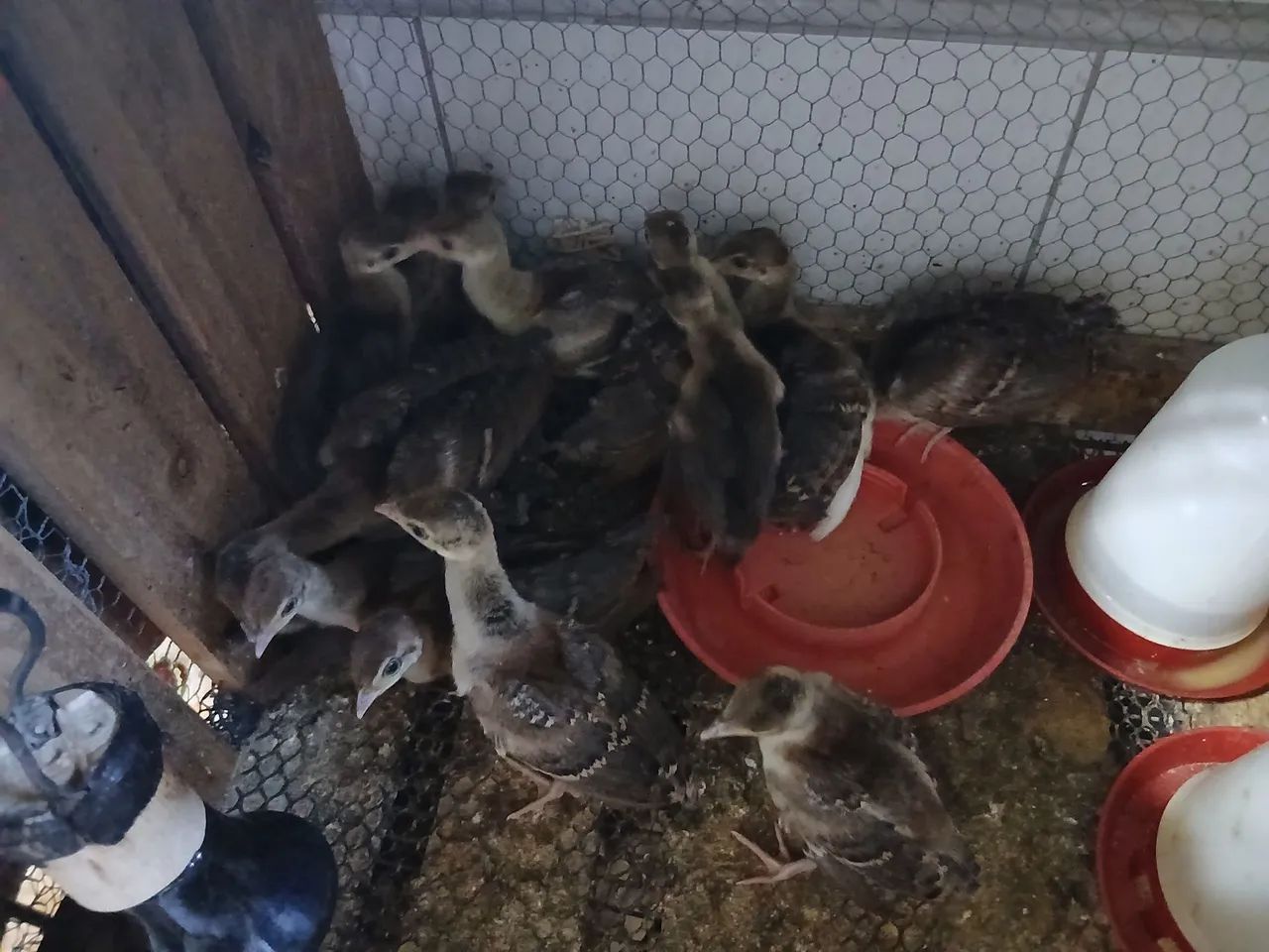 Pintinho azul - Foto 3