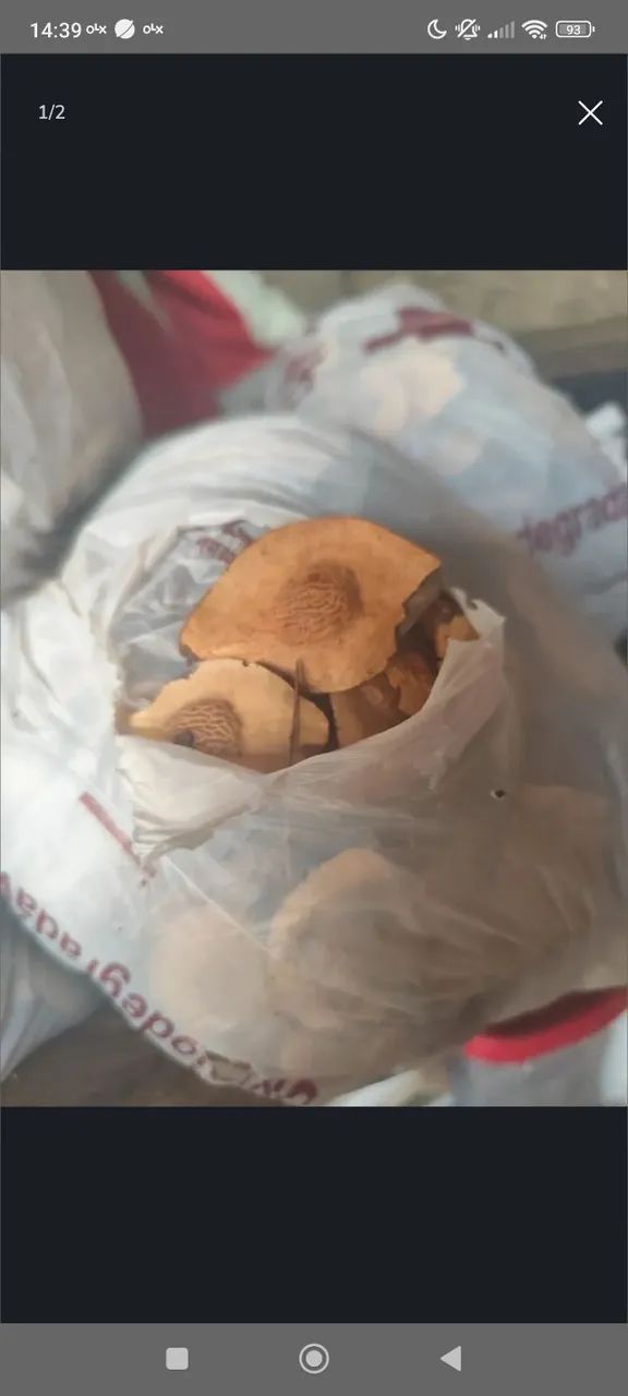 Sucupira no kg ZAP: * Retirar em Luziânia Vendo Sucupira no kg ZAP: * Vendo Sucupira no kg