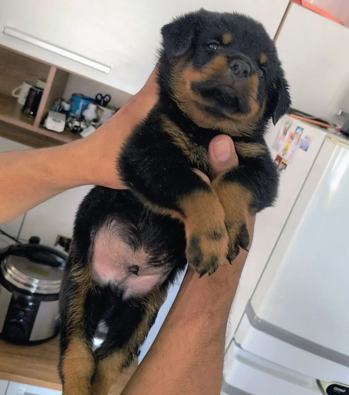 Rottweiler 