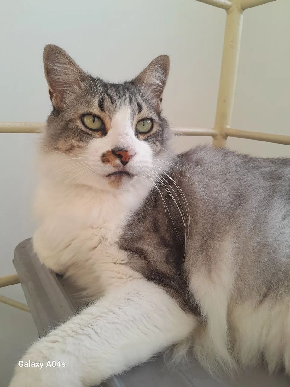 Gato castrado para adoção