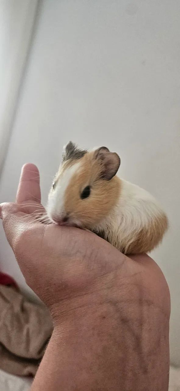 Porquinho da india  - Foto 2