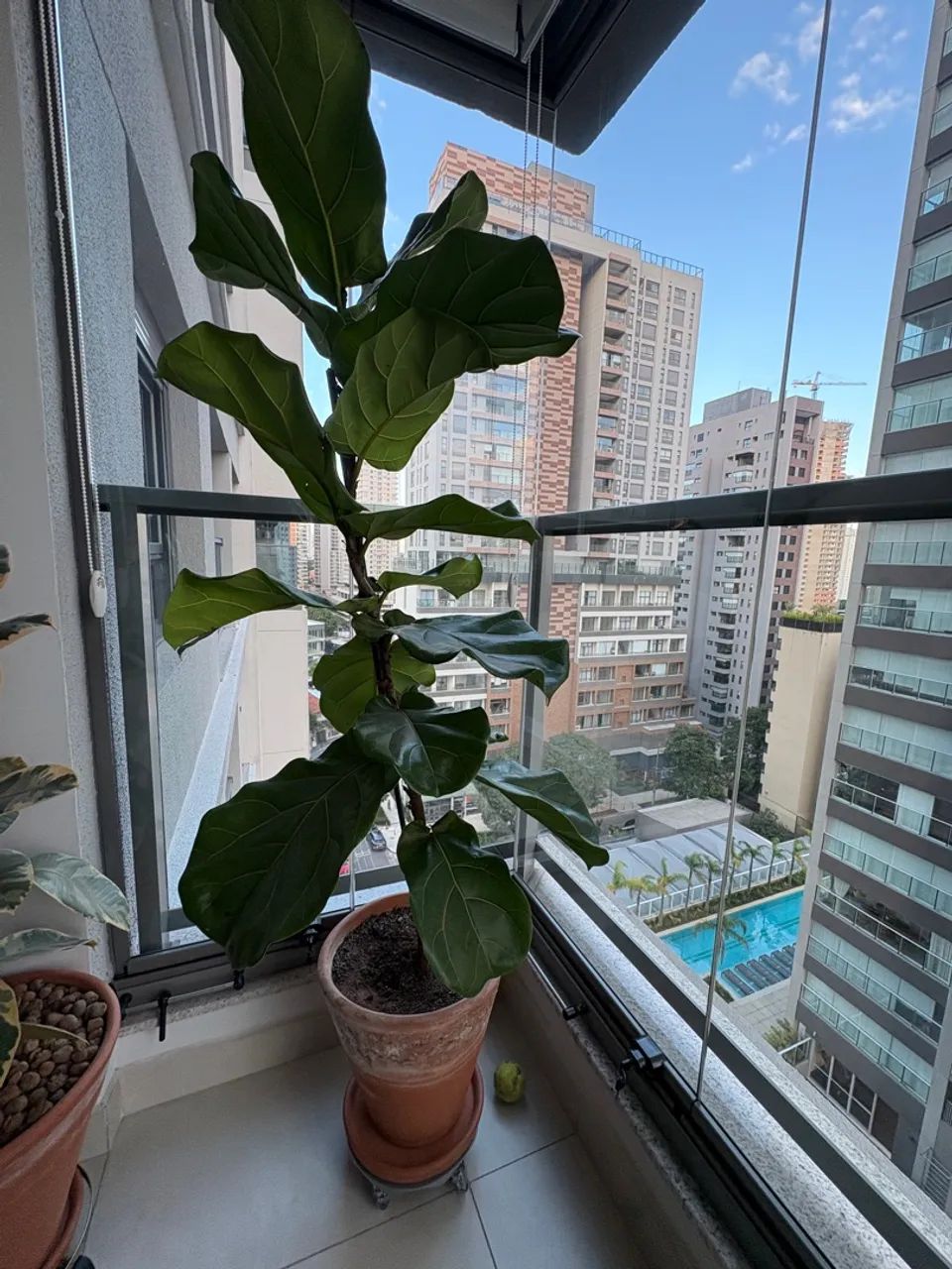 Planta Ficus Lyrata - Foto 2