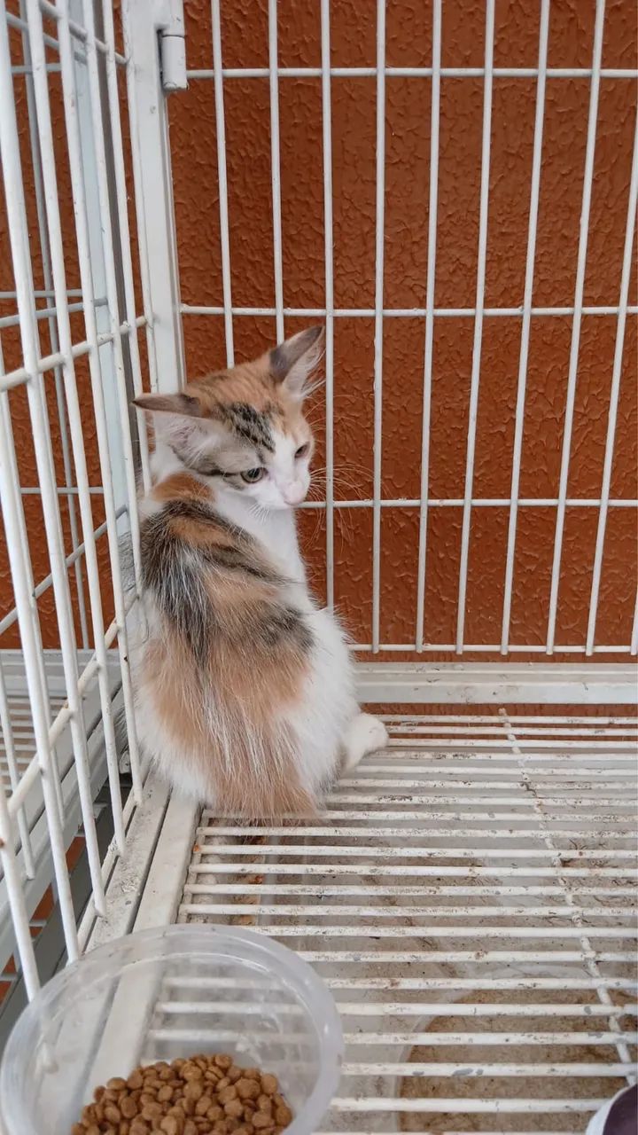 Gata bebê tricolor adoção  - Foto 2