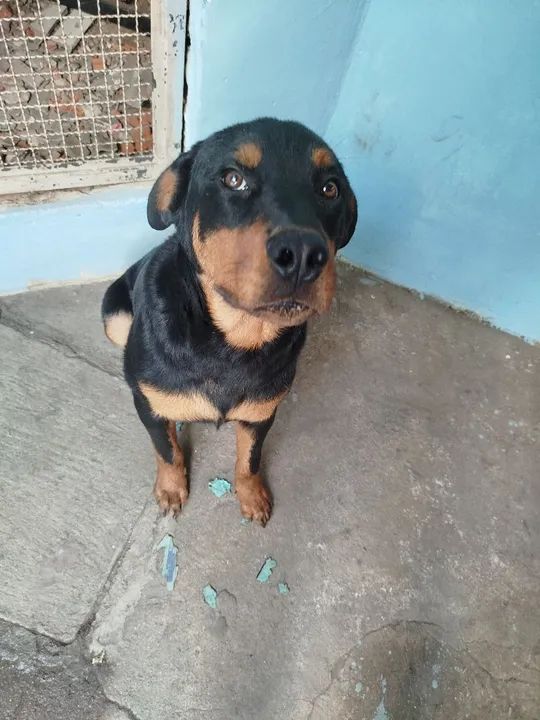 Rottweiler  10 meses adestrado