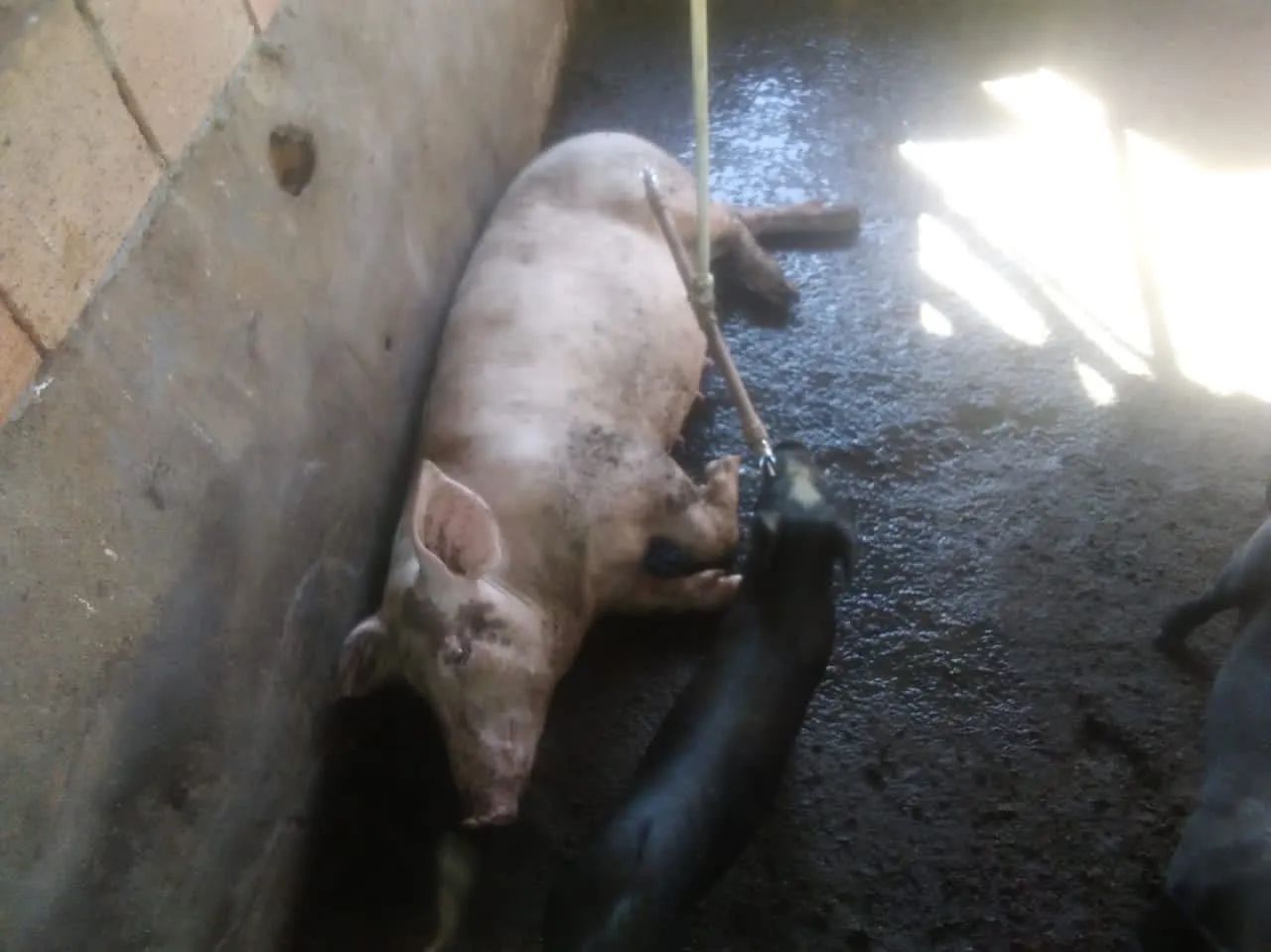 PORCO CAIPIRA - Foto 2