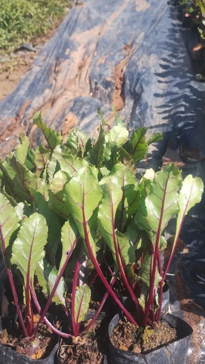 Ervas e temperos naturais,monte a horta na sua casa por ótimo preço  - Foto 3