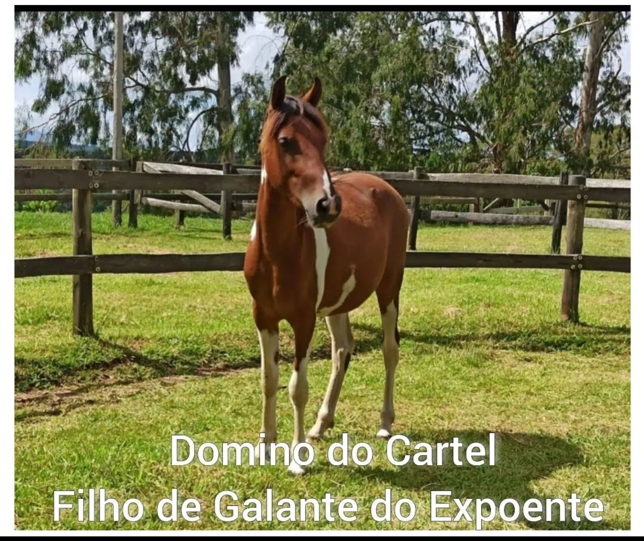 Cavalo Pampa Marchador - Foto 3