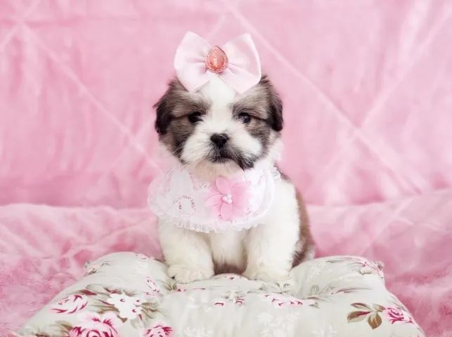Shihtzu fêmea disponível - Foto 2