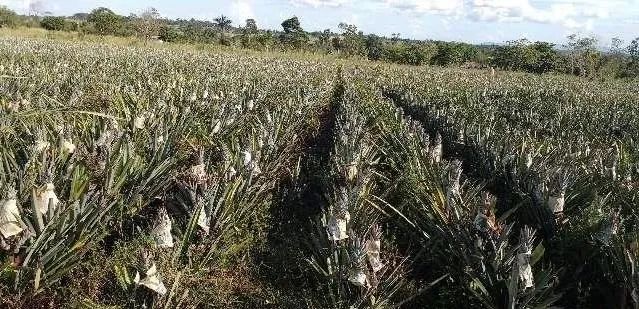 Carga de abacaxi perola - Foto 5