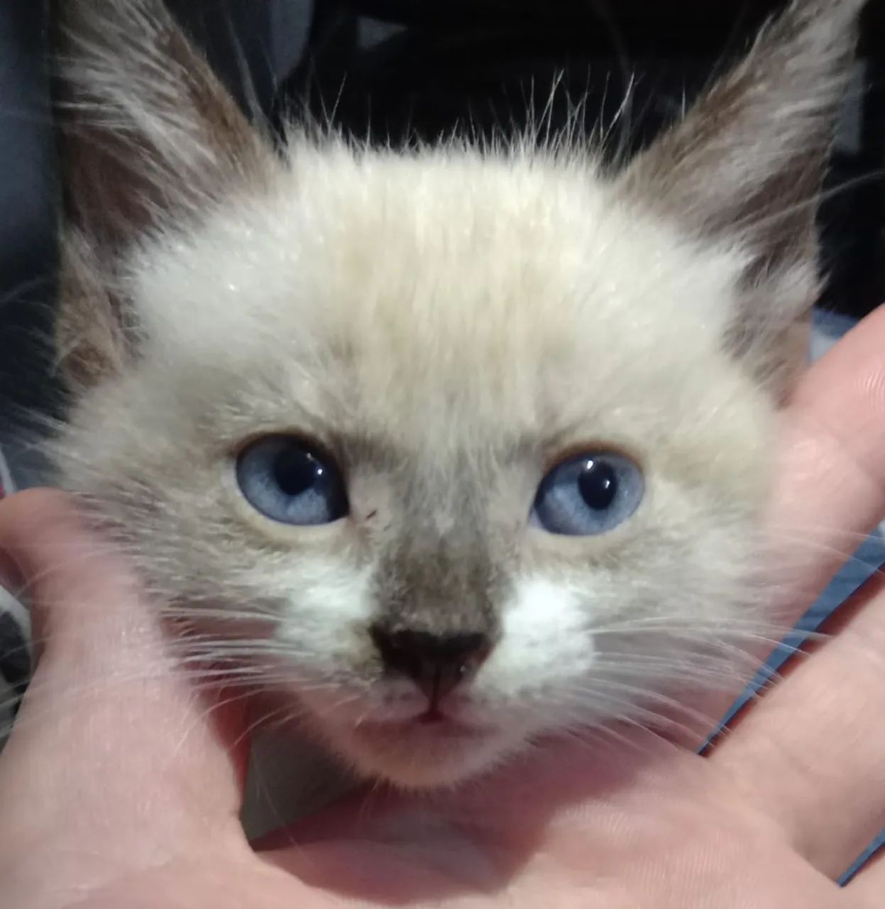 Filhotes de Siamês com British shorthair! - Foto 3