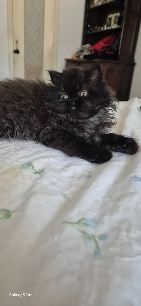 Gatinhos Persa em São Paulo  preço black Friday direto com criador. - Foto 3