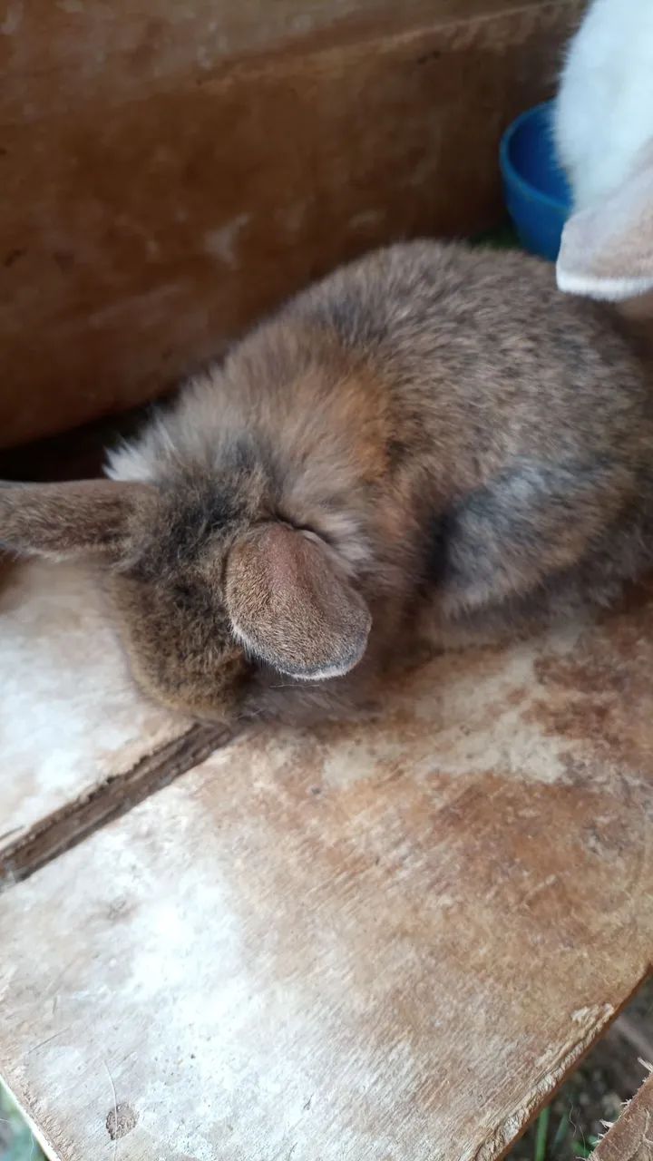 Mini laon 64551629873922123