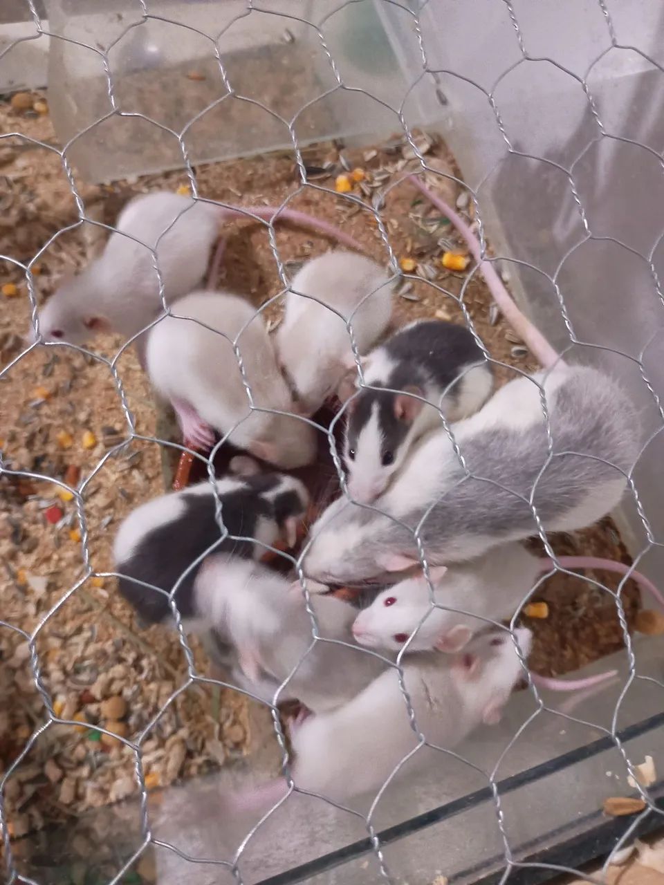 Filhotes de roedores em geral - Foto 4