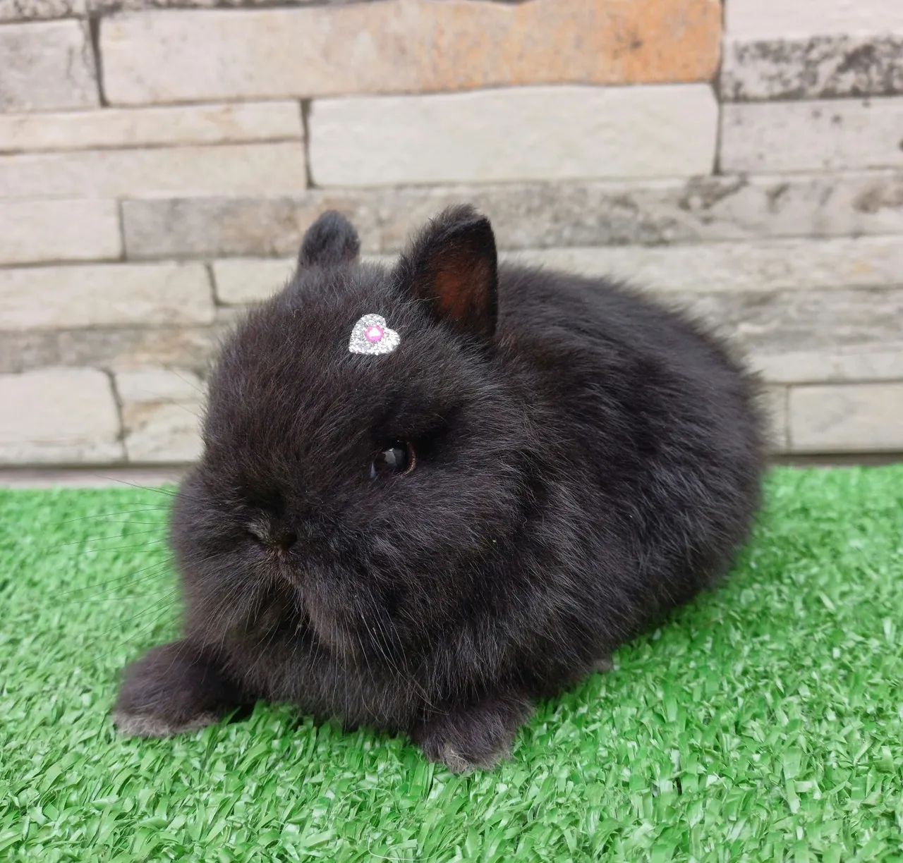 Netherland Dwarf  *coelho anão * - Foto 6