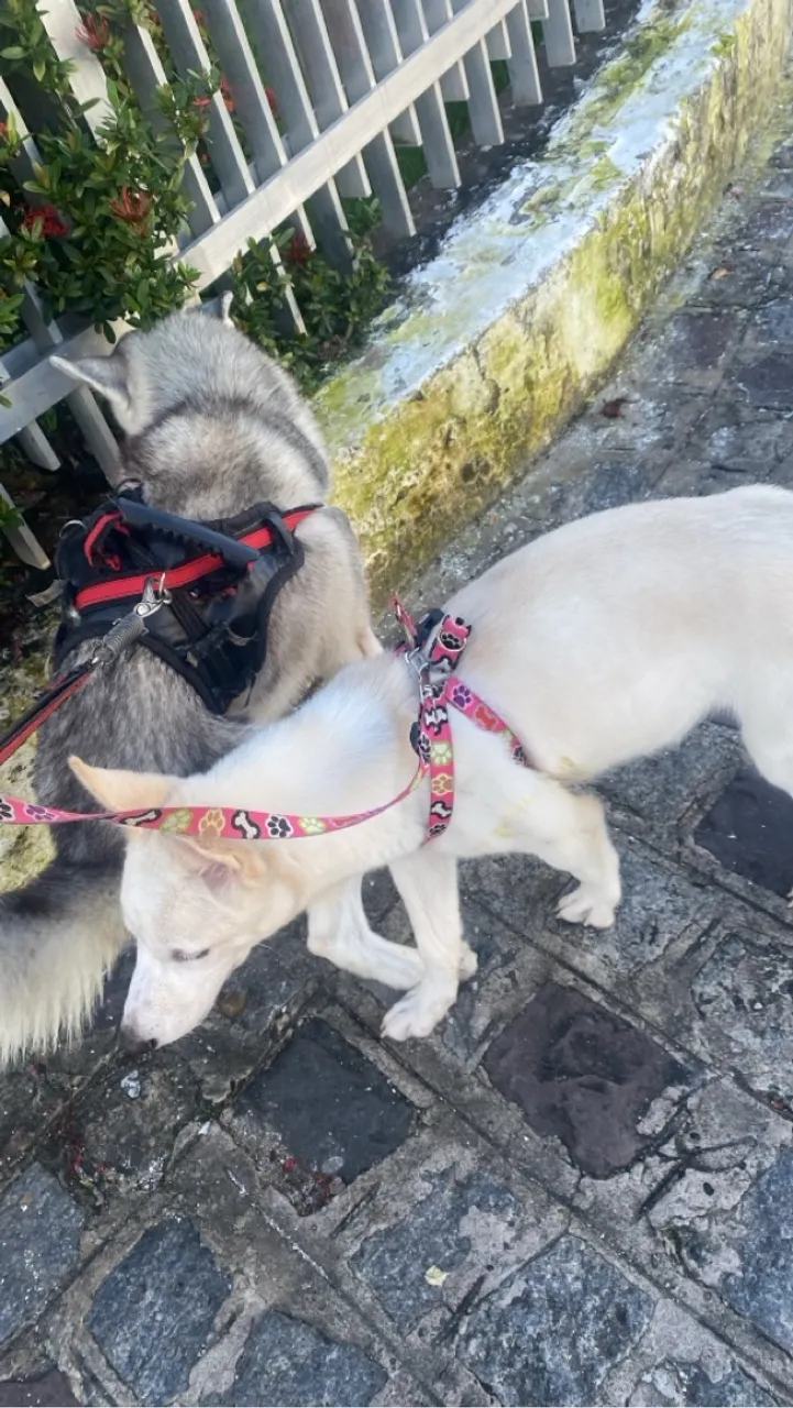Husky Siberiano e Filhote - Adoráveis Companheiros