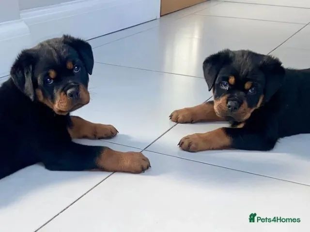 Filhotes De Rottweiler Com Certificado De Saúde E Qualidade